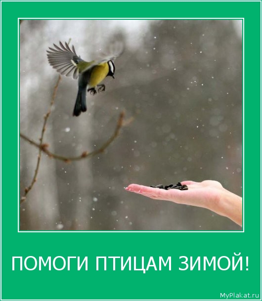 ПОМОГИ ПТИЦАМ ЗИМОЙ! 