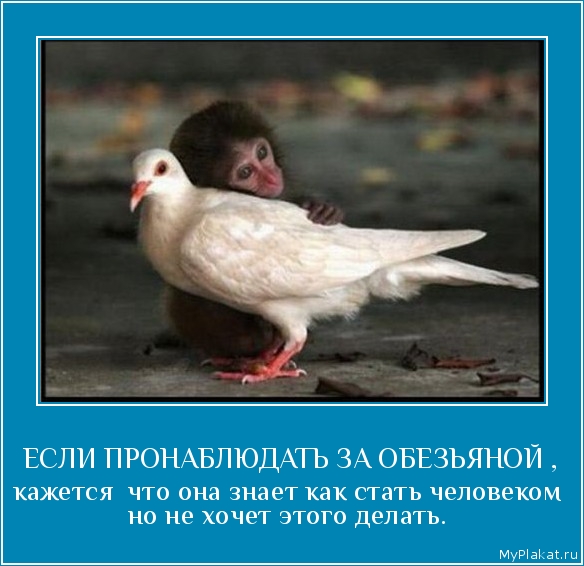 ЕСЛИ ПРОНАБЛЮДАТЬ ЗА ОБЕЗЬЯНОЙ , кажется  что она знает как стать человеком но не хочет этого делать.