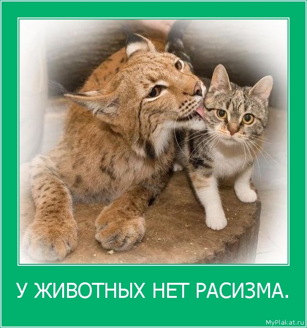 У ЖИВОТНЫХ НЕТ РАСИЗМА. 