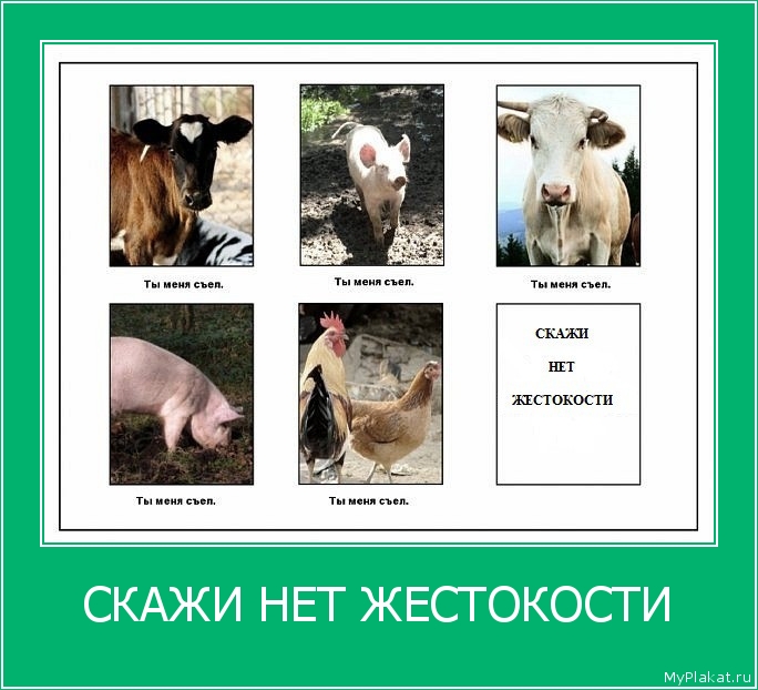 СКАЖИ НЕТ ЖЕСТОКОСТИ 