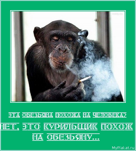 ЭТА ОБЕЗЬЯНА ПОХОЖА НА ЧЕЛОВЕКА? Нет, это курильщик похож на обезьяну...
