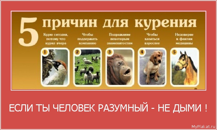 ЕСЛИ ТЫ ЧЕЛОВЕК РАЗУМНЫЙ - НЕ ДЫМИ ! 
