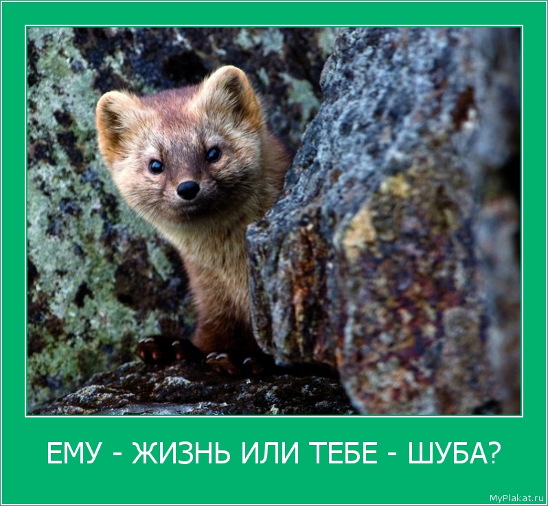 ЕМУ - ЖИЗНЬ ИЛИ ТЕБЕ - ШУБА? 