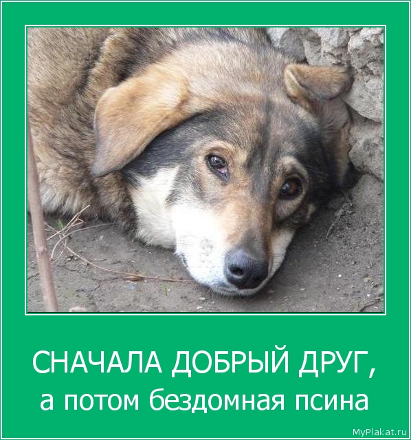 СНАЧАЛА ДОБРЫЙ ДРУГ, а потом бездомная псина