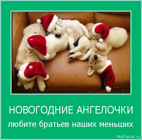 НОВОГОДНИЕ АНГЕЛОЧКИ любите братьев наших меньших