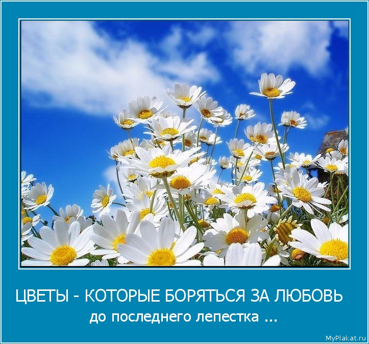ЦВЕТЫ - КОТОРЫЕ БОРЯТЬСЯ ЗА ЛЮБОВЬ   до последнего лепестка ...