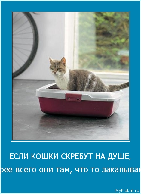 ЕСЛИ КОШКИ СКРЕБУТ НА ДУШЕ, скорее всего они там, что то закапывают!