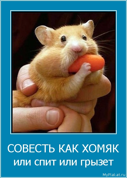 СОВЕСТЬ КАК ХОМЯК или спит или грызет
