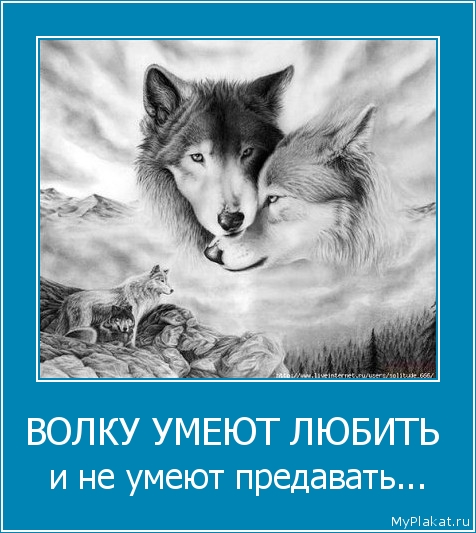 ВОЛКУ УМЕЮТ ЛЮБИТЬ  и не умеют предавать...