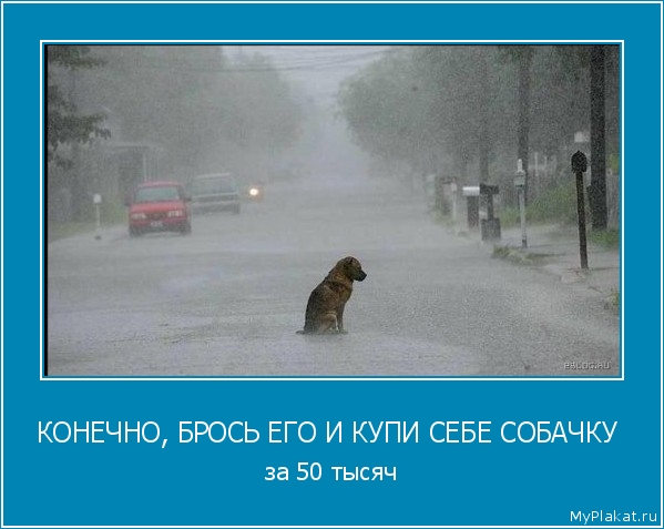 КОНЕЧНО, БРОСЬ ЕГО И КУПИ СЕБЕ СОБАЧКУ  за 50 тысяч