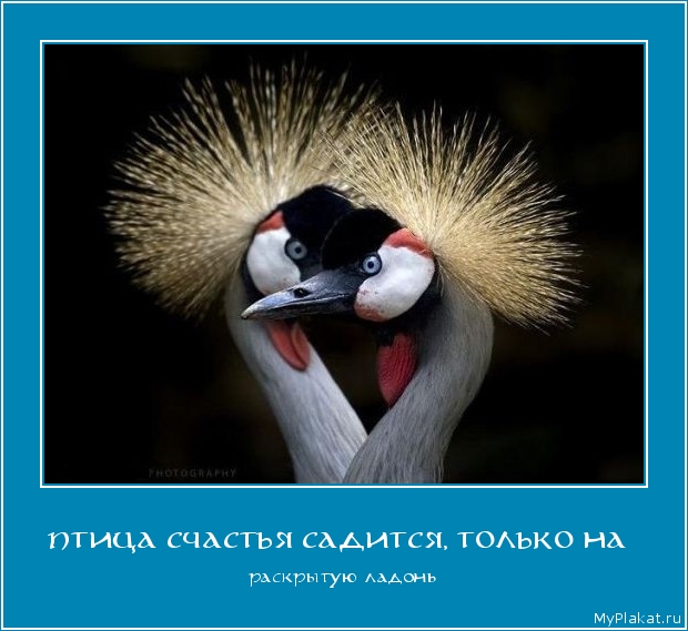 ПТИЦА СЧАСТЬЯ САДИТСЯ, ТОЛЬКО НА  раскрытую ладонь