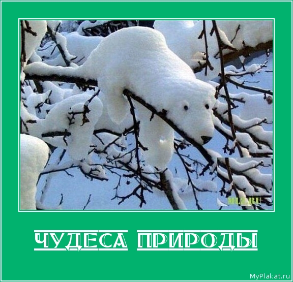 ЧУДЕСА ПРИРОДЫ 