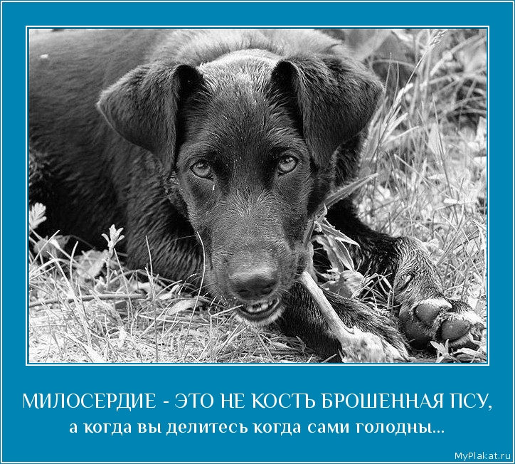 МИЛОСЕРДИЕ - ЭТО НЕ КОСТЬ БРОШЕННАЯ ПСУ, а когда вы делитесь когда сами голодны...