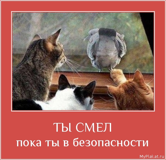 ТЫ СМЕЛ пока ты в безопасности