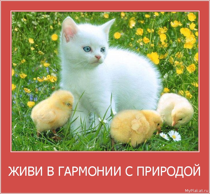 ЖИВИ В ГАРМОНИИ С ПРИРОДОЙ 