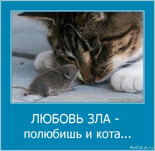 ЛЮБОВЬ ЗЛА -  полюбишь и кота...