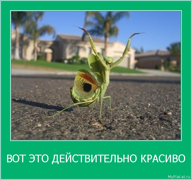 ВОТ ЭТО ДЕЙСТВИТЕЛЬНО КРАСИВО 