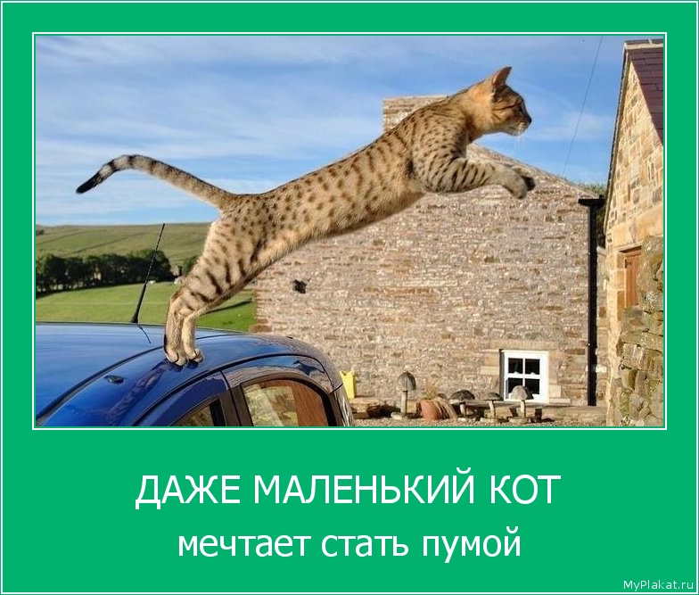 ДАЖЕ МАЛЕНЬКИЙ КОТ мечтает стать пумой