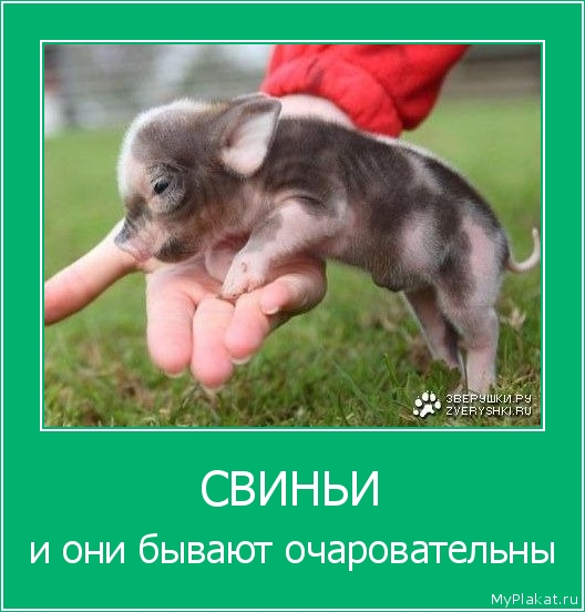СВИНЬИ и они бывают очаровательны