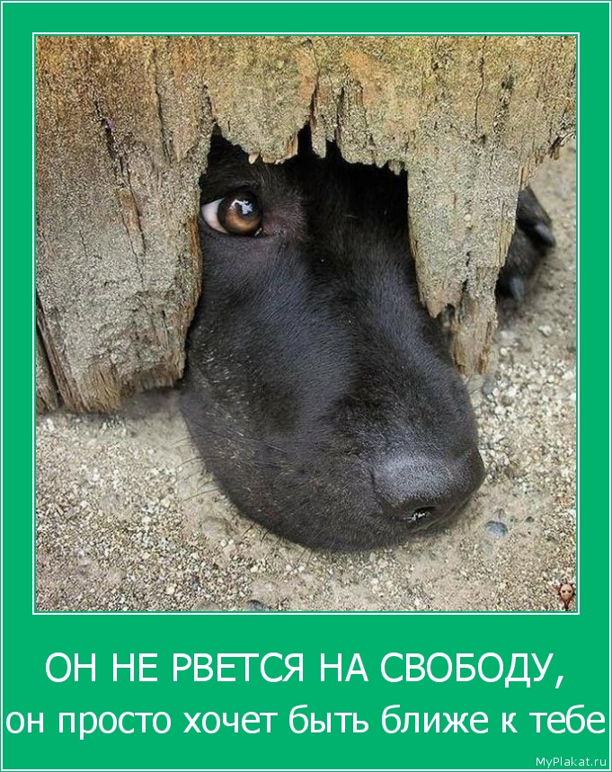 ОН НЕ РВЕТСЯ НА СВОБОДУ, он просто хочет быть ближе к тебе