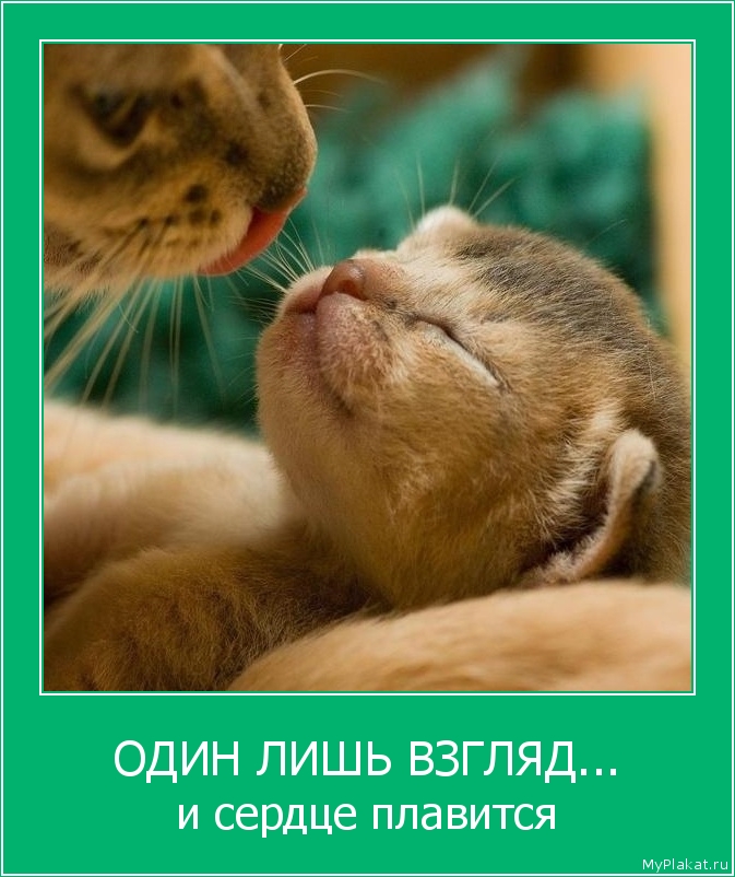 ОДИН ЛИШЬ ВЗГЛЯД... и сердце плавится