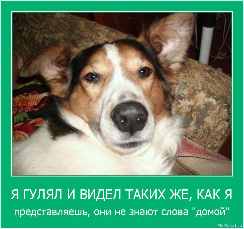 Я ГУЛЯЛ И ВИДЕЛ ТАКИХ ЖЕ, КАК Я представляешь, они не знают слова "домой"