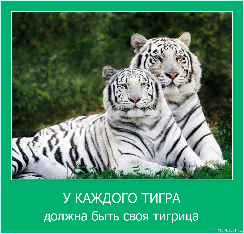 У КАЖДОГО ТИГРА должна быть своя тигрица