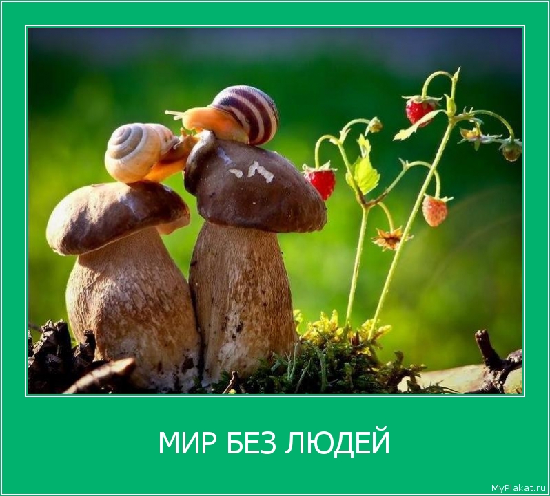 МИР БЕЗ ЛЮДЕЙ 